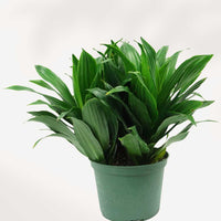 DRACAENA FRAGRANS