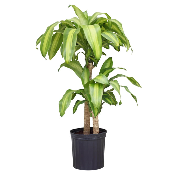 DRACAENA FRAGRANS - MASSANGEANA