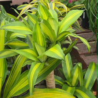 DRACAENA FRAGRANS - MASSANGEANA