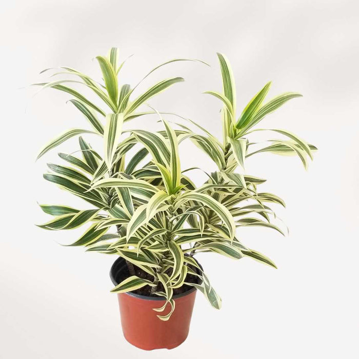 dracaena reflexa entretien DRACAENA REFLEXA