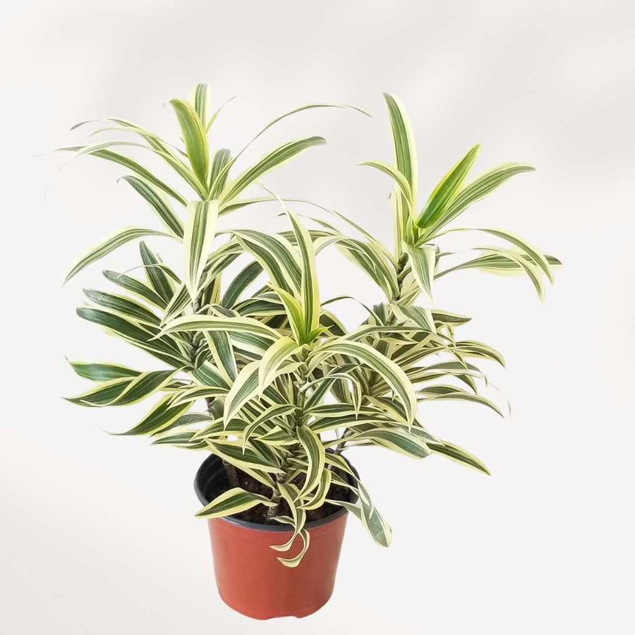 DRACAENA REFLEXA - SONG OF INDIA