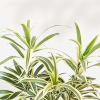 DRACAENA REFLEXA - SONG OF INDIA
