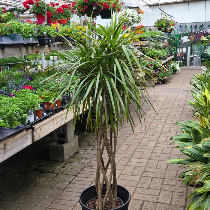 DRACAENA REFLEXA VAR. AGUSTIFOLIA (DRACAENA MARGINATA)