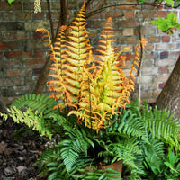 DRYOPTERIS WALLICHIANA JURASSIC GOLD