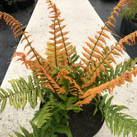 DRYOPTERIS WALLICHIANA JURASSIC GOLD