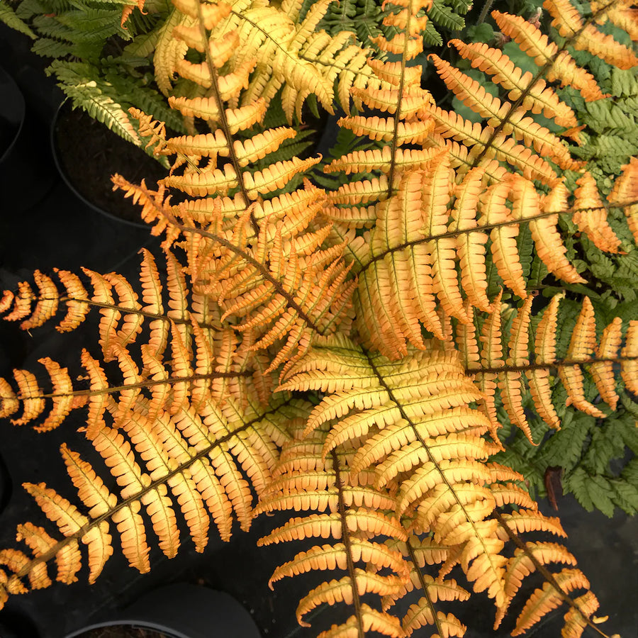 DRYOPTERIS WALLICHIANA JURASSIC GOLD