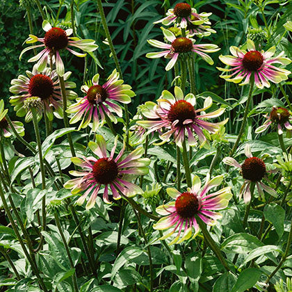 ECHINACEA PURPUREA - GREEN TWISTER