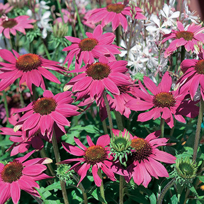 ECHINACEA PURPUREA - POWWOW WILD BERRY