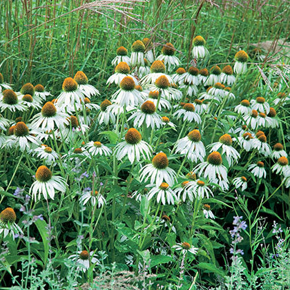 ECHINACEA PURPUREA - ALBA