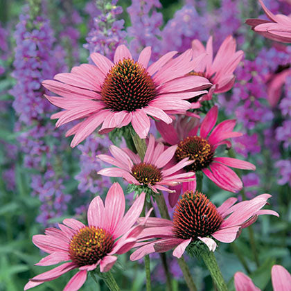 ECHINACEA PURPUREA