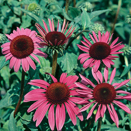 ECHINACEA PURPUREA RUBY STAR