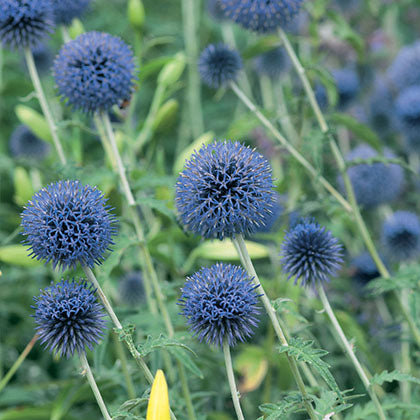 ECHINOPS BANNATICUS - BLUE GLOBE