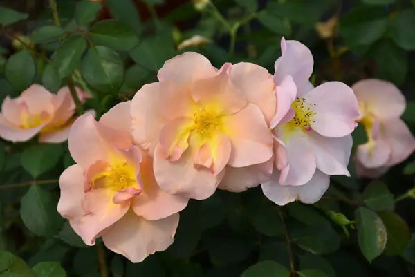 ROSA - CHINOOK SUNRISE