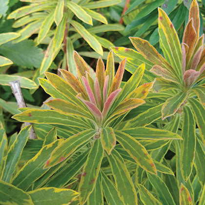 EUPHORBIA MARTINII - ASCOT RAINBOW