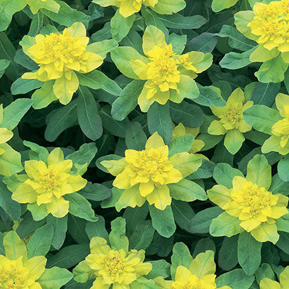 EUPHORBIA POLYCHROMA