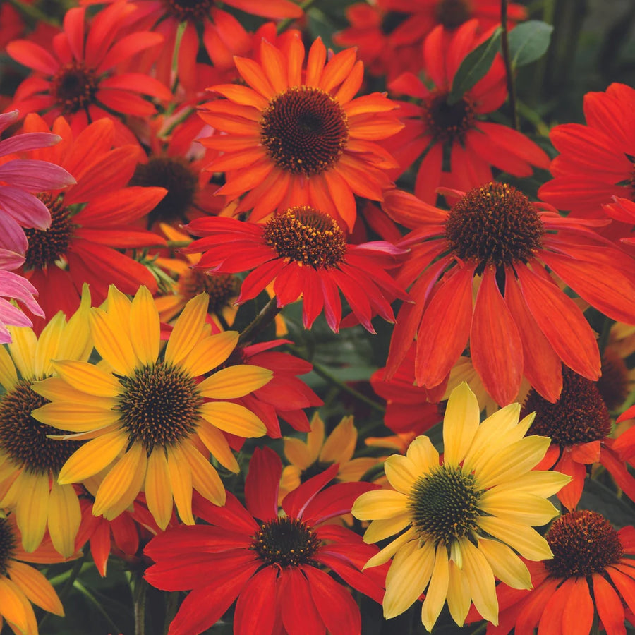 ECHINACEA - CHEYENNE SPIRIT