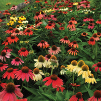 ECHINACEA - CHEYENNE SPIRIT