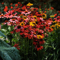 ECHINACEA - CHEYENNE SPIRIT