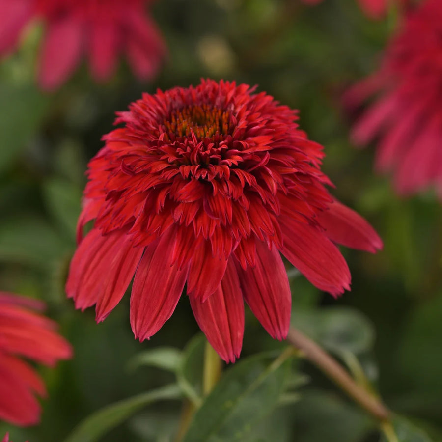 ECHINACEA X HYBRIDA DOUBLE SCOOP - STRAWBERRY DELUXE