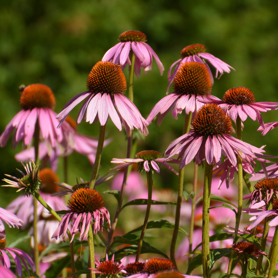 ORGANIC SEEDS: PURPLE CONEFLOWER