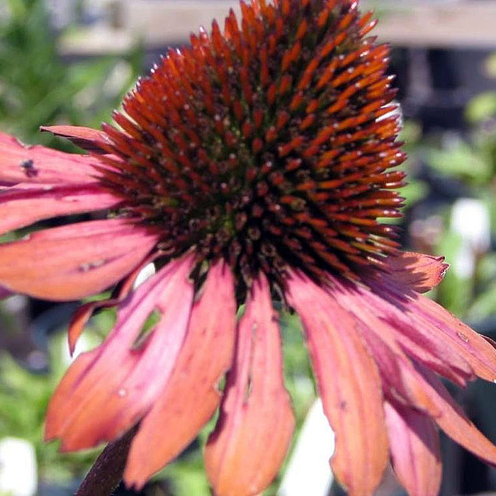 ECHINACEA PURPUREA - RUBY STAR