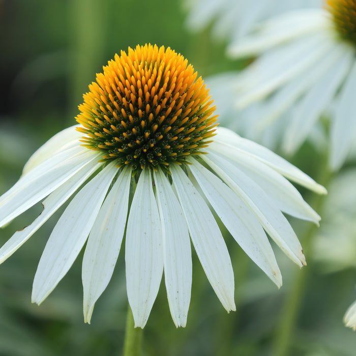 ECHINACEA PURPUREA - ALBA