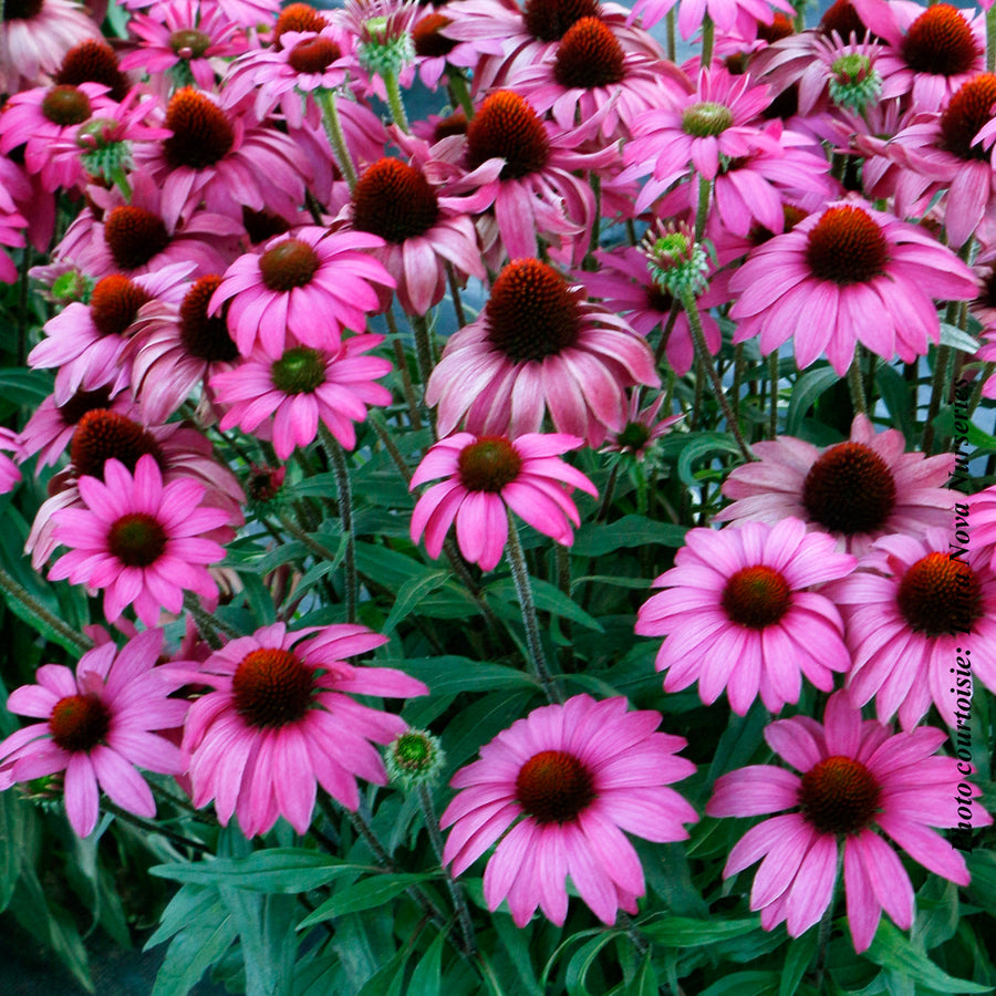 ECHINACEA PRIMA - BERRY