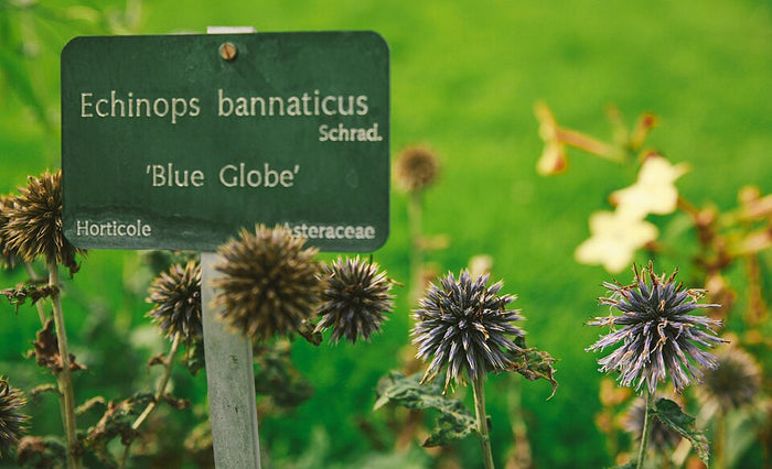 ECHINOPS BANNATICUS - BLUE GLOBE