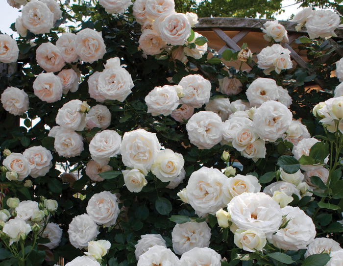 ROSA - EDEN CLIMBER WHITE