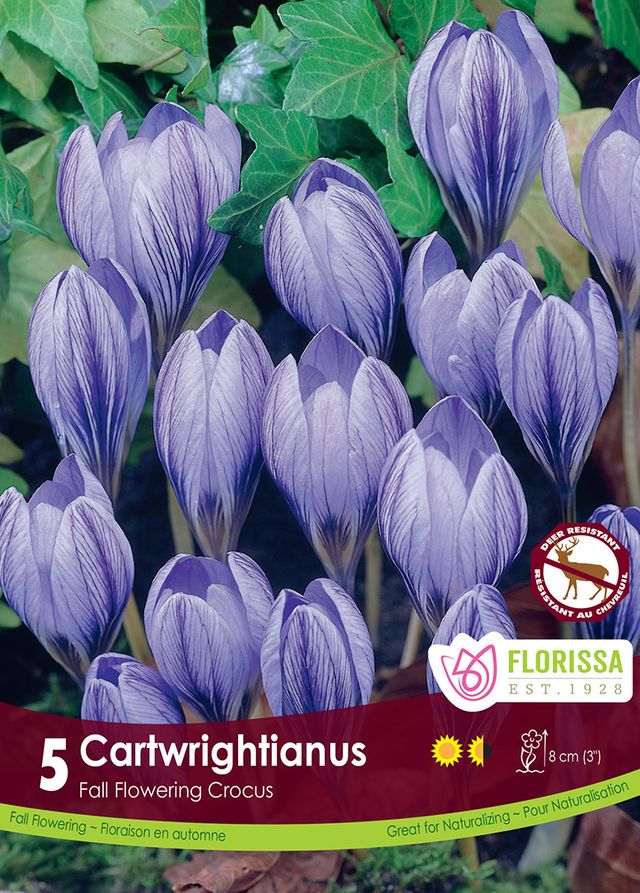 BULBES CROCUS - CARTWRIGHTIANUS