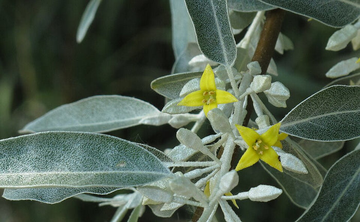 ELEAGNUS ANGUSTIFOLIA