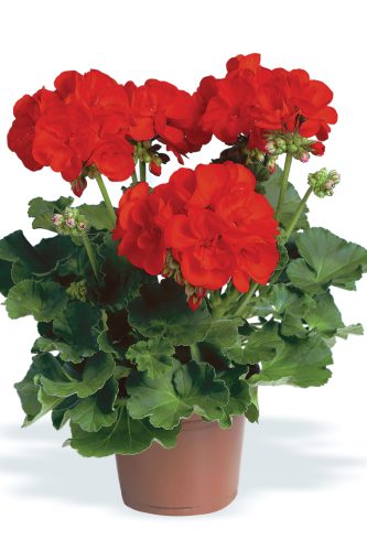 GÉRANIUM DOUBLE ELANOS BRIGHT RED (ANTHONY)