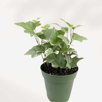 LIERRE ANGLAIS PANACHÉ