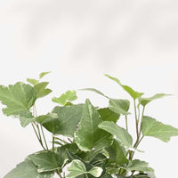 LIERRE ANGLAIS PANACHÉ