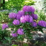 RHODODENDRON - ENGLISH ROSEUM