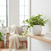 LIERRE ANGLAIS PANACHÉ