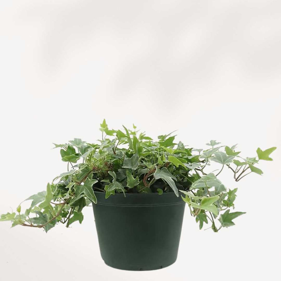 VARIEGATED ENGLISH IVY