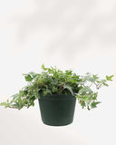 LIERRE ANGLAIS PANACHÉ