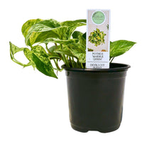 EPIPREMNUM AUREUM - MARBLE QUEEN