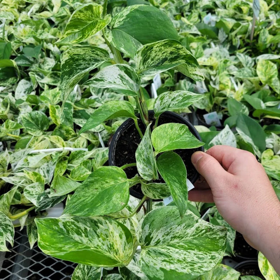 EPIPREMNUM AUREUM - MARBLE QUEEN