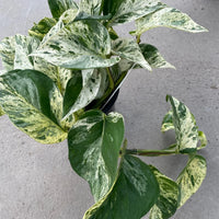 EPIPREMNUM AUREUM - MARBLE QUEEN