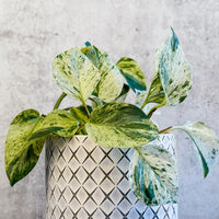 EPIPREMNUM AUREUM - MARBLE QUEEN