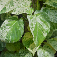 EPIPREMNUM AUREUM - MARBLE QUEEN