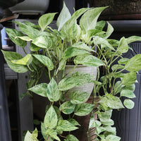 EPIPREMNUM AUREUM - MARBLE QUEEN