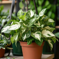 EPIPREMNUM AUREUM - MARBLE QUEEN