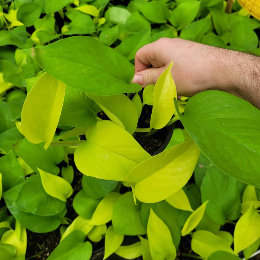 EPIPREMNUM AUREUM - NEON