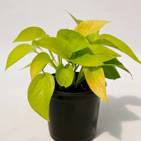 EPIPREMNUM AUREUM - NEON