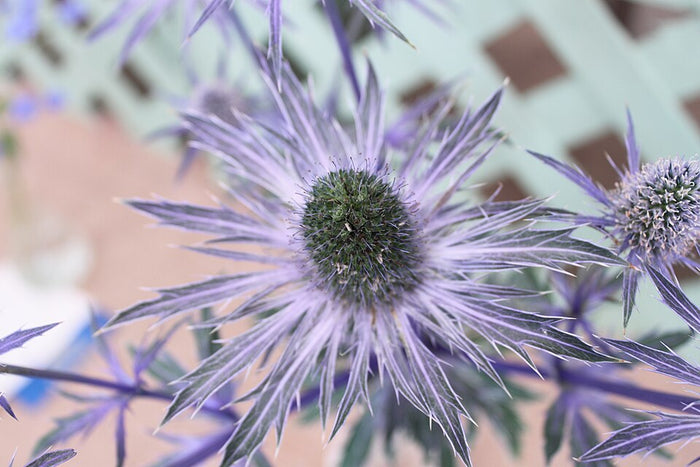 ERYNGIUM PLANUM - BLUE GLITTER