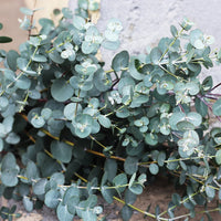 EUCALYPTUS GUNNII - SILVER DROP