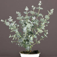 EUCALYPTUS GUNNII - SILVER DROP